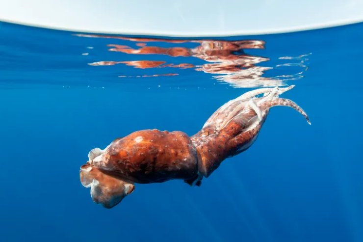 calamaro gigante scoperta straordinaria