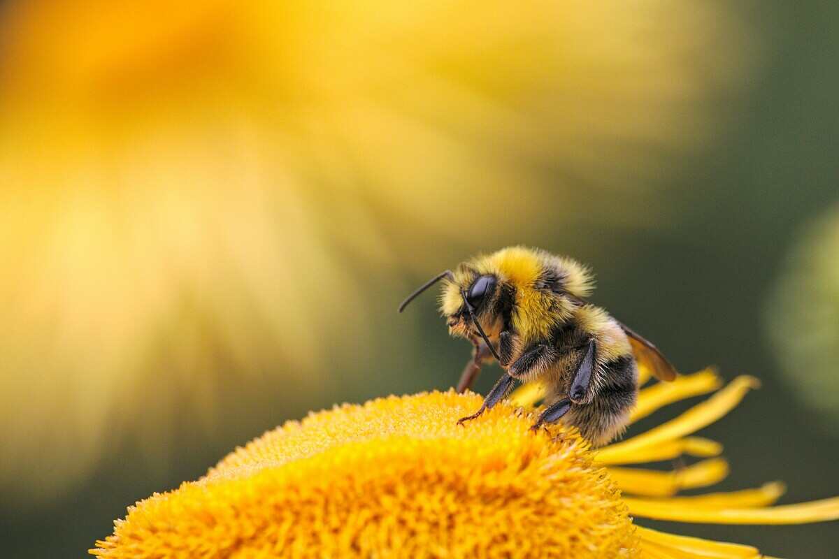 bombo appoggiato su fiore giallo