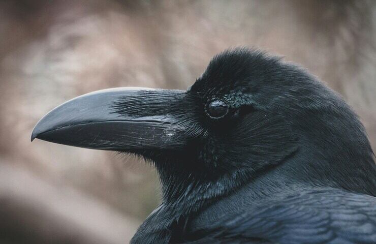 testa del corvo