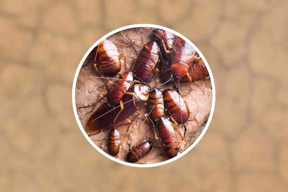 Perché gli scarafaggi infestano le case