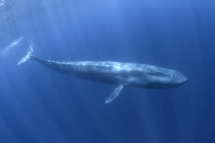 La balenottera azzurra è l'animale più grande al mondo