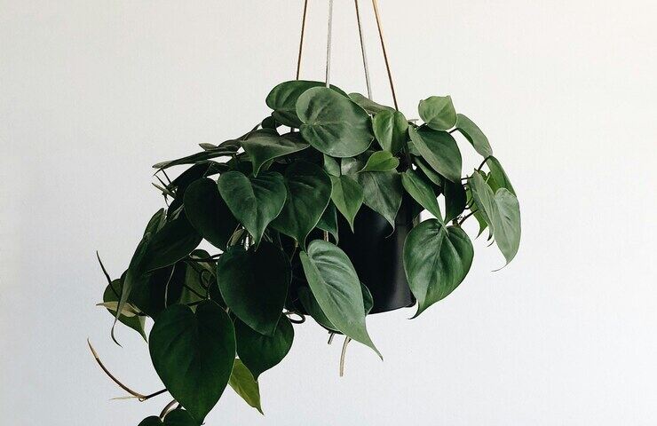 pothos