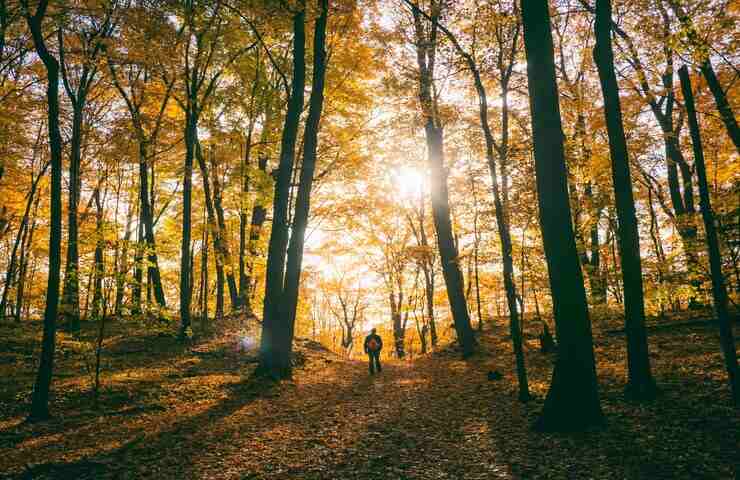 uomo solo nella foresta