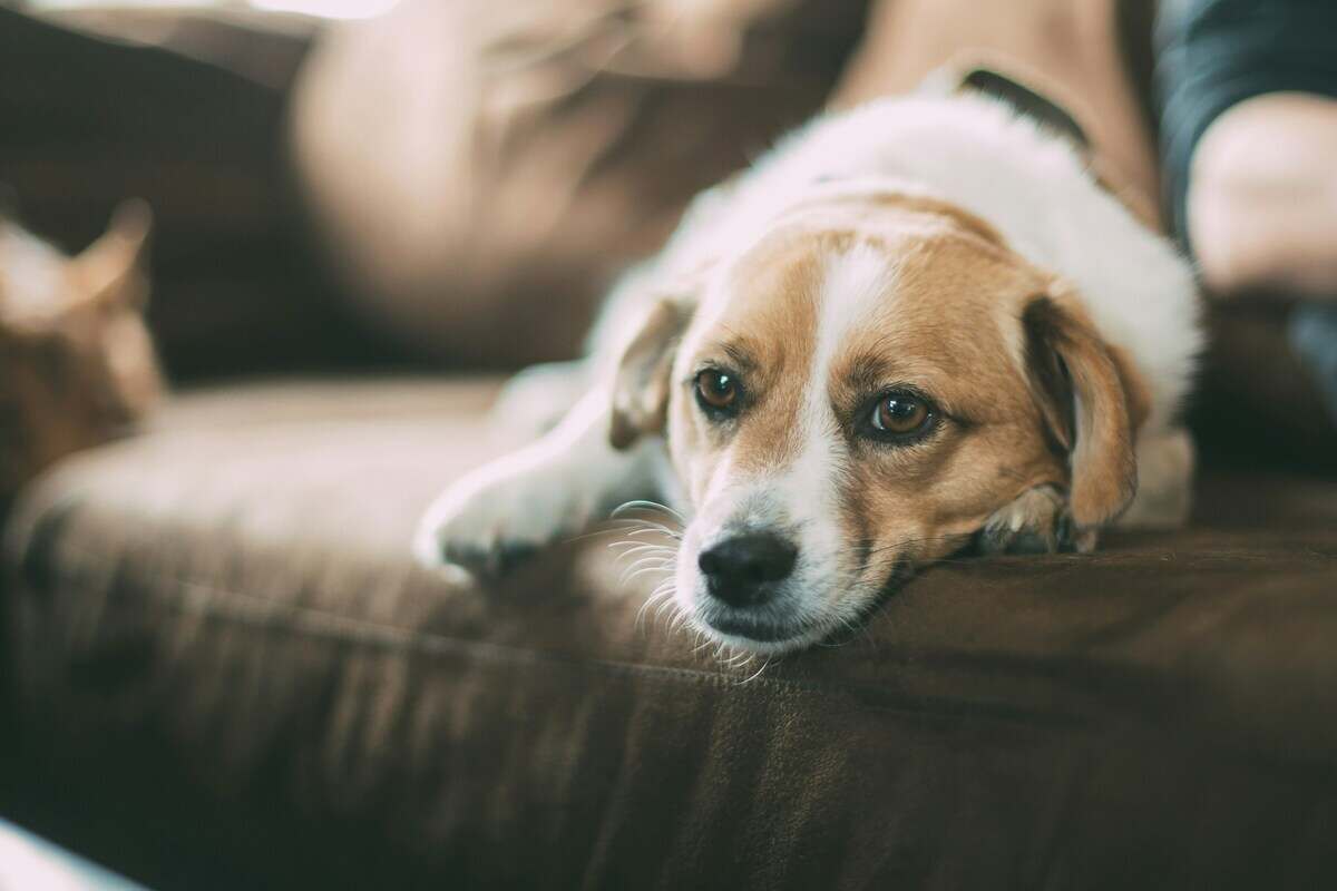 cane sul divano